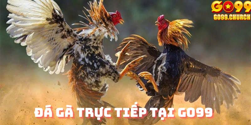 Đá gà trực tiếp tại Go99